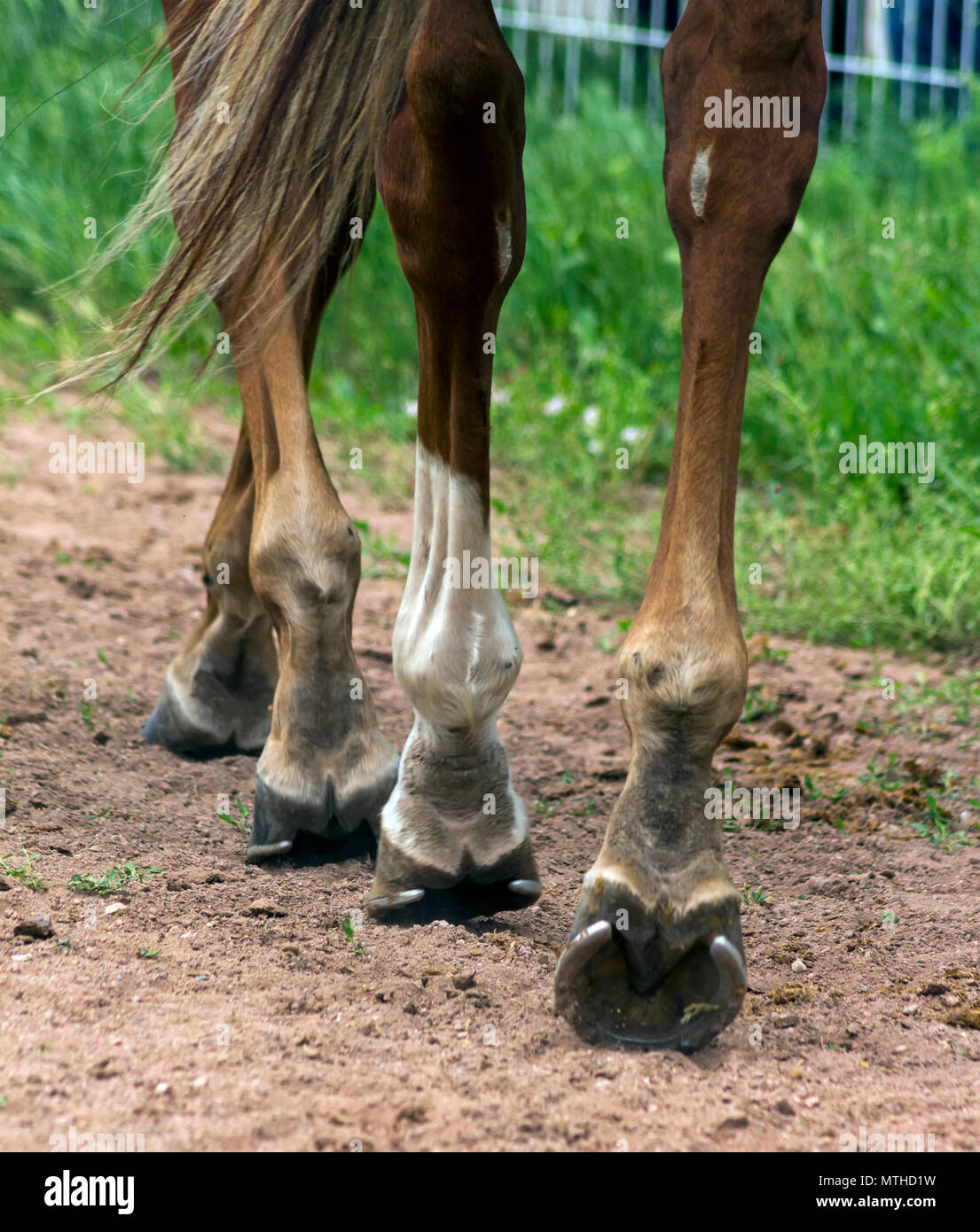 Leading horse walking along the sand track Stock Photo Alamy