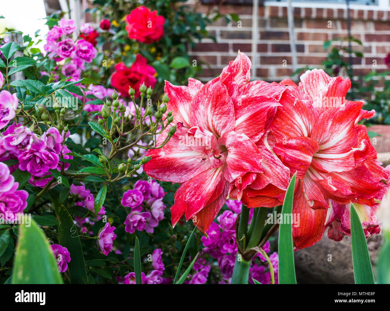 Peach, coral double-petal amaryllis with cascading Excellenz von Schubert antique roses in front flower border at sunset. Brick house background. Stock Photo