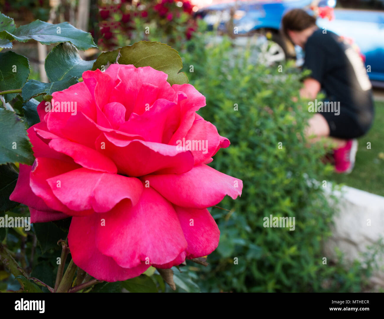 Closeup of single Fragrant Cloud rose with silky petals with green foliage background.  Young woman cleaning flowerbed in background. Stock Photo