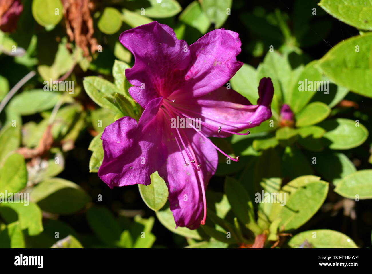 Violet azalea hi-res stock photography and images - Alamy