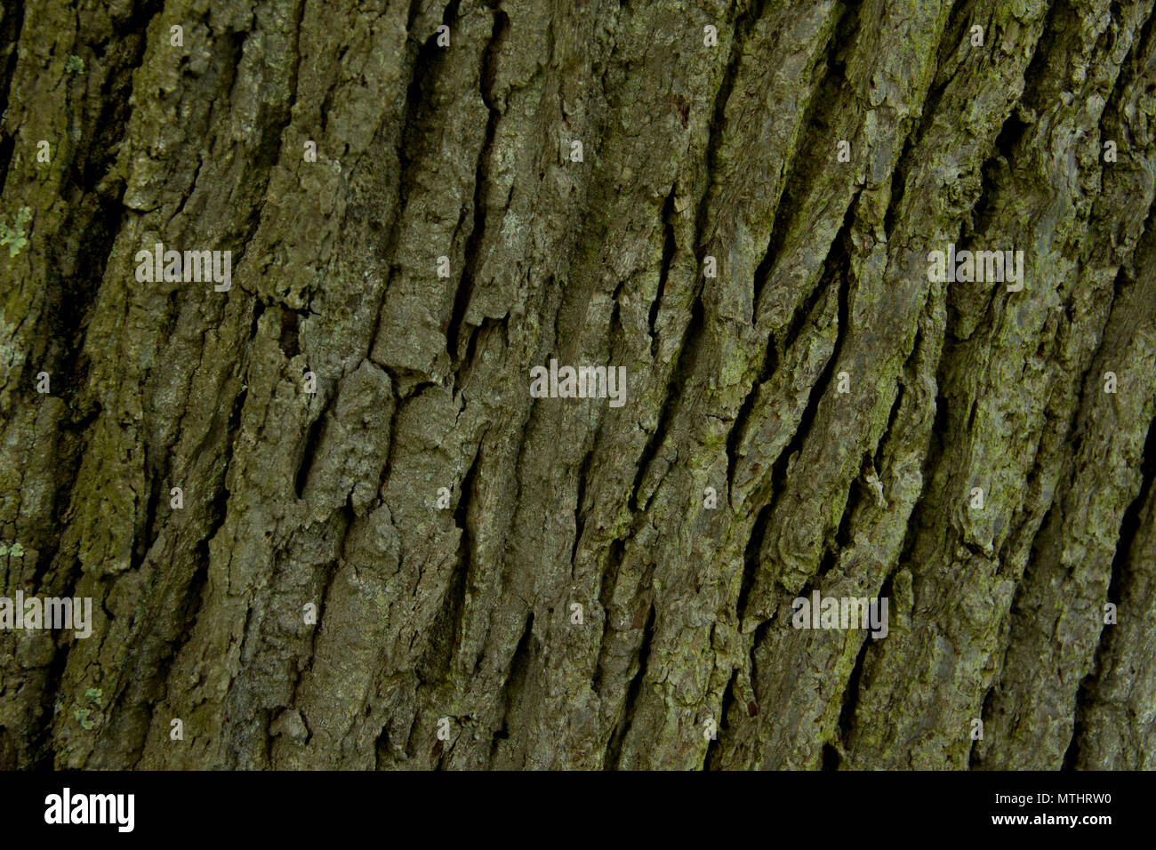 The texture of the bark in some trees, captured in a variety of locations including Upton Country Park, Durdle Door and Lulworth. Stock Photo