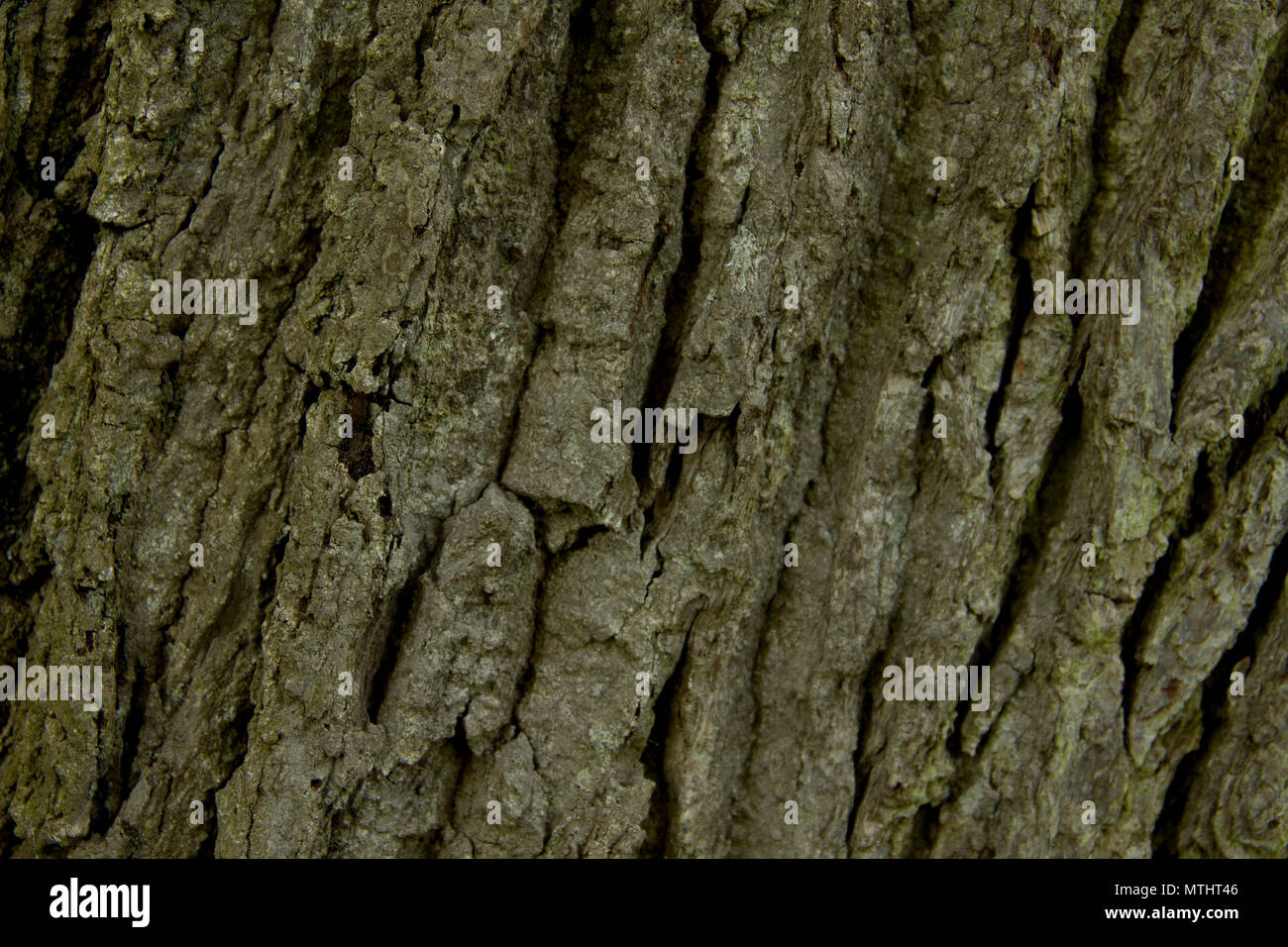 The texture of the bark in some trees, captured in a variety of locations including Upton Country Park, Durdle Door and Lulworth. Stock Photo