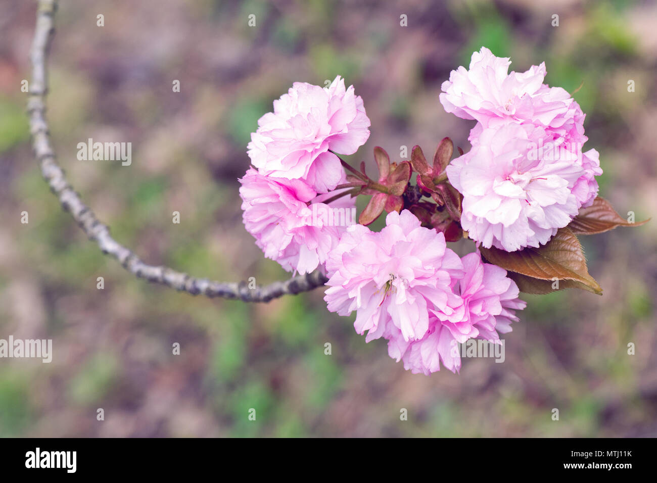 Prunus Seerulata Lindl, Kanzan,Japanese cherry blooming Stock Photo