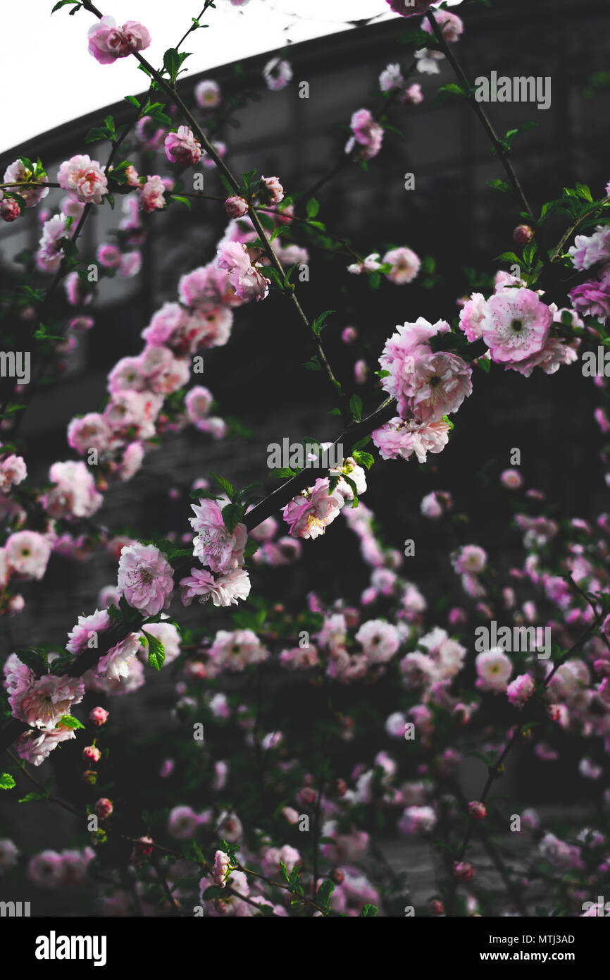 Cherry Blossom Tree Stock Photo