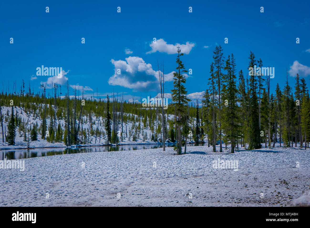 Outdoor view of frozen forest, pine tree partial covered with snow and ...