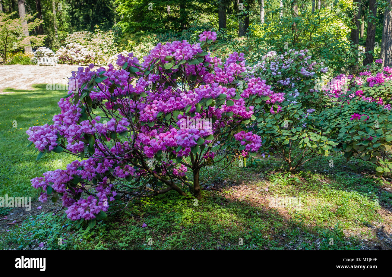 A view of a pink Rhododendron Oriculare flowers in Federal Way, Washington. Stock Photo