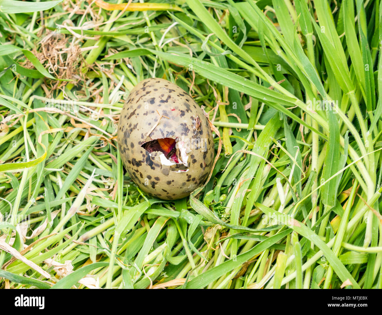 Egg hatching chick hires stock photography and images Alamy