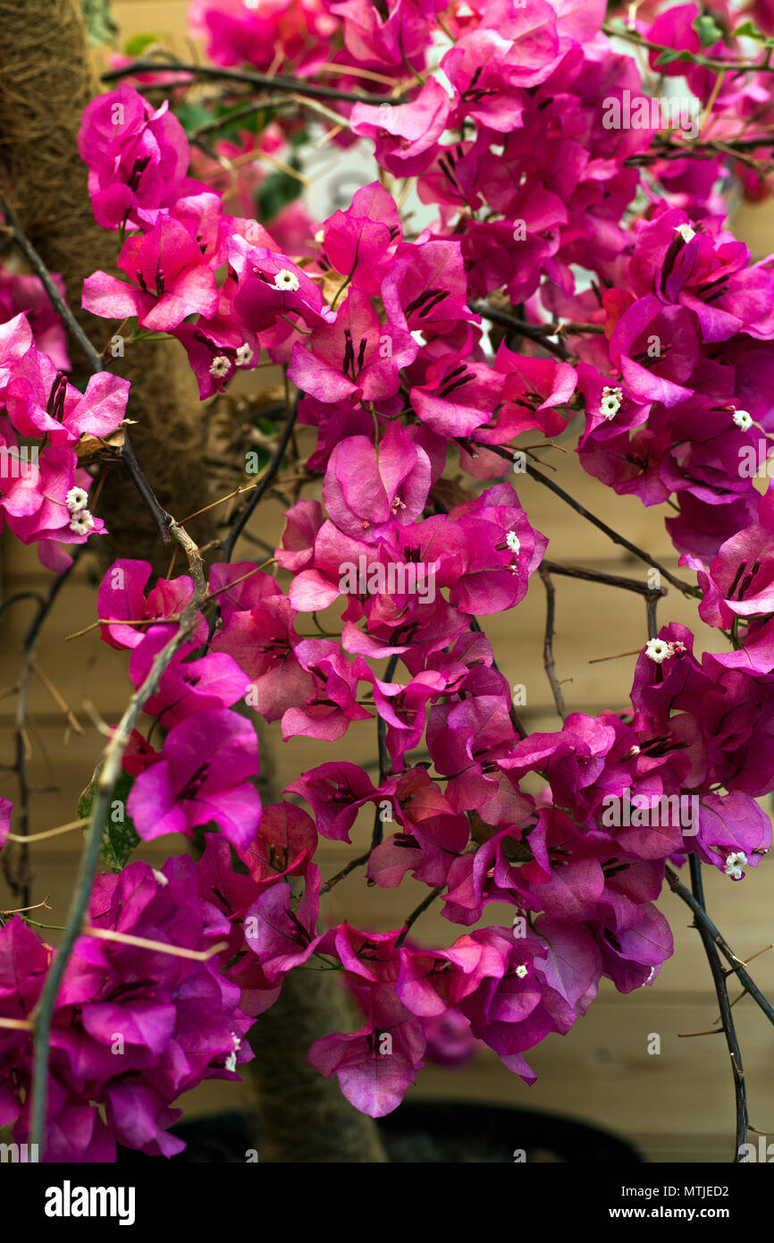 A cascade of beautiful pink bougainvillea flowers Stock Photo