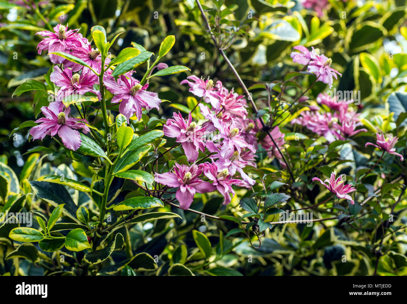Pink clematis montana weaving through the branches of a variegated holly tree Stock Photo
