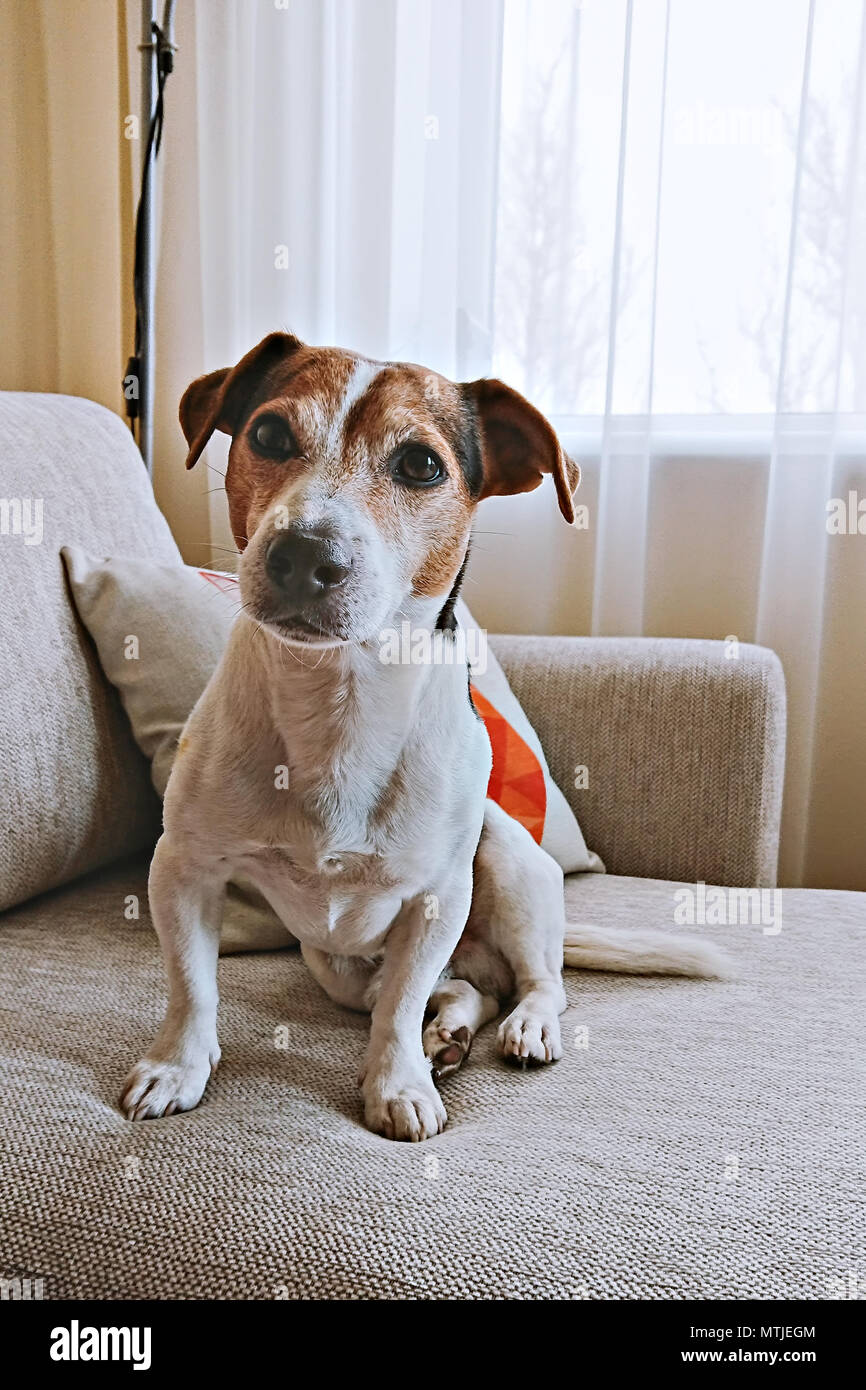 Adult Senior Dog Jack Russell Pet Sit On Beige Sofa And Looking At