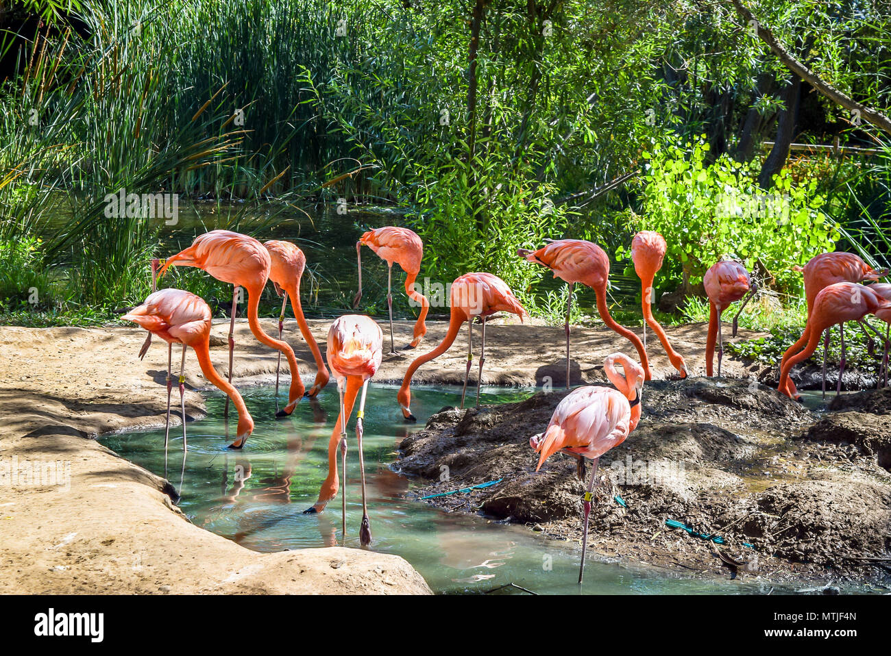 Beautiful red flamingo birds standing in water pond in the city zoo. Stock Photo