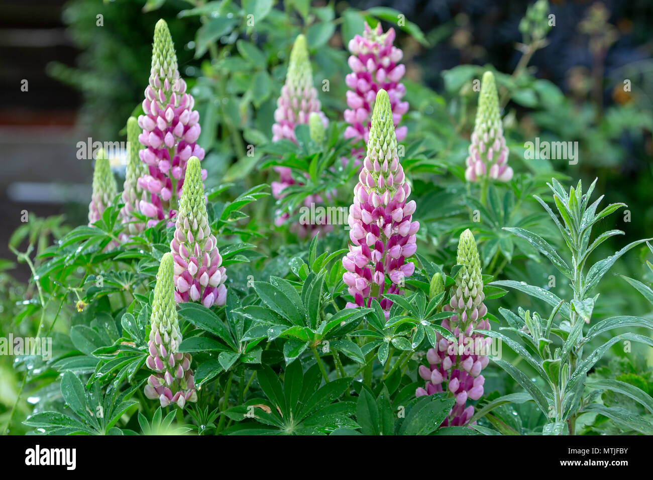 A group of multi-coloured pink Lupins in an English country garden Stock Photo