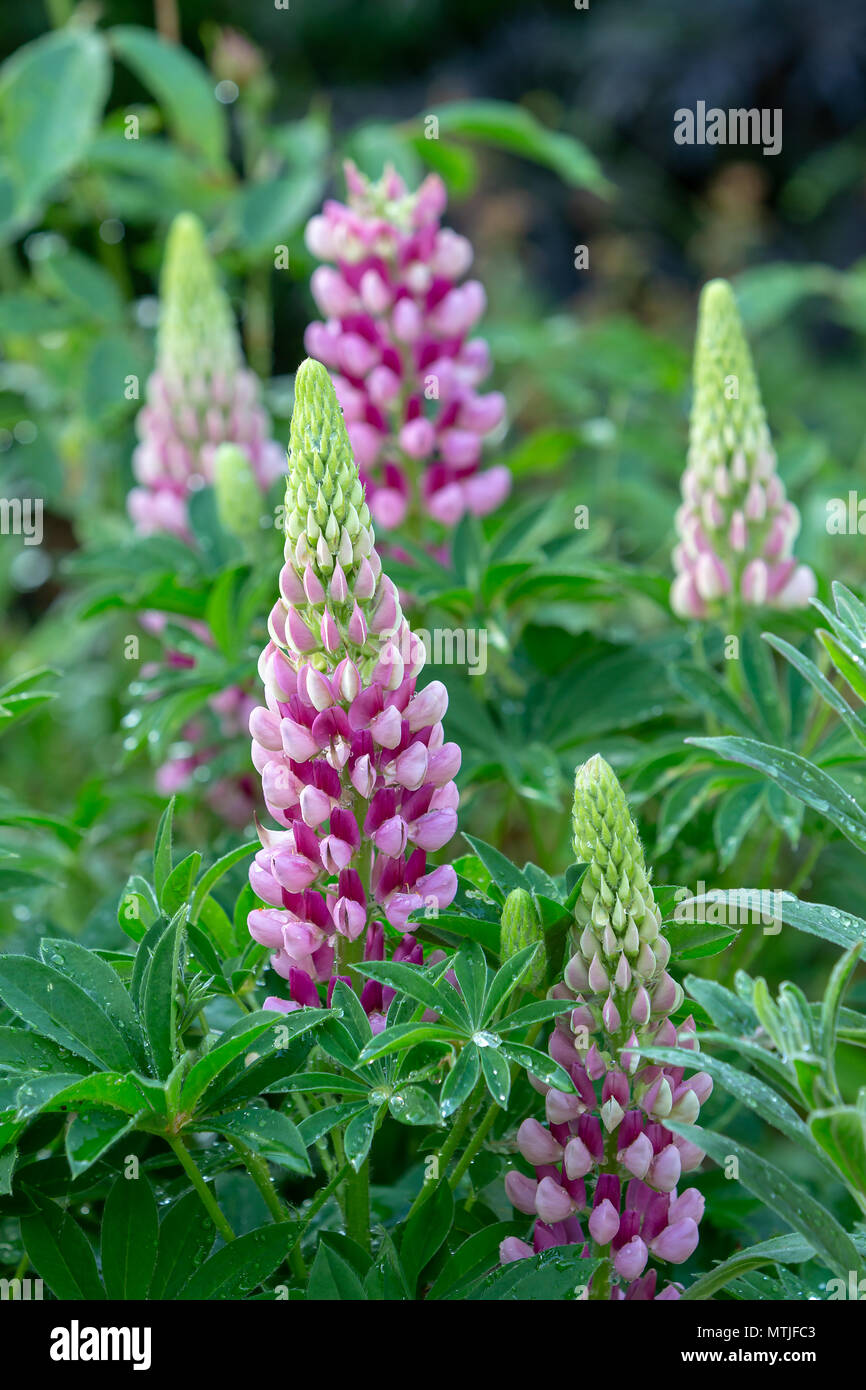 A group of multi-coloured pink Lupins in an English country garden Stock Photo