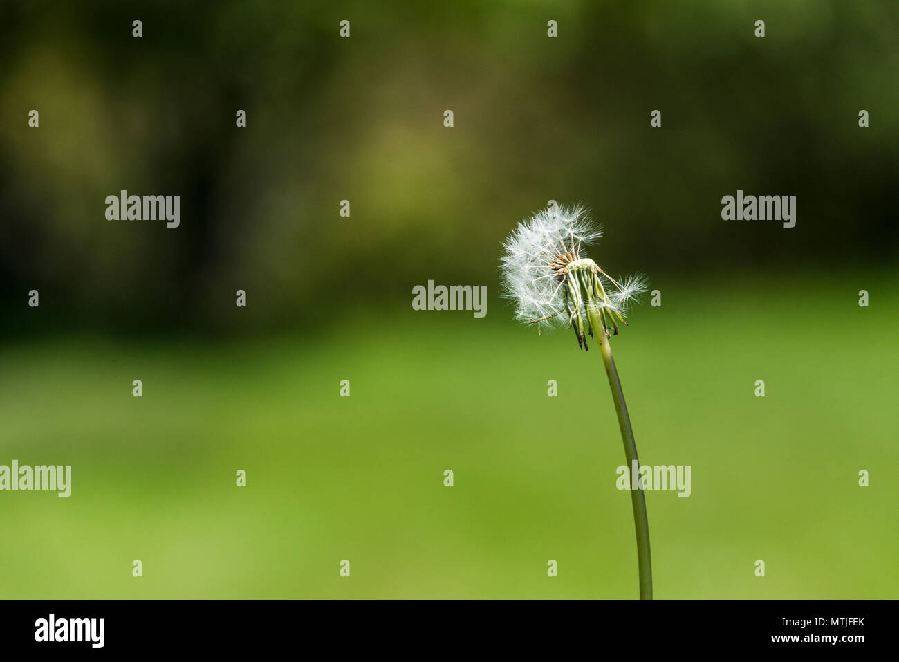 An dandelion clock (Taraxacum officinale Stock Photo Alamy