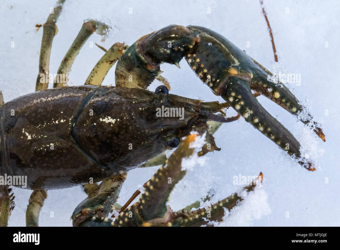 Freshwater Crayfish on ice Stock Photo Alamy