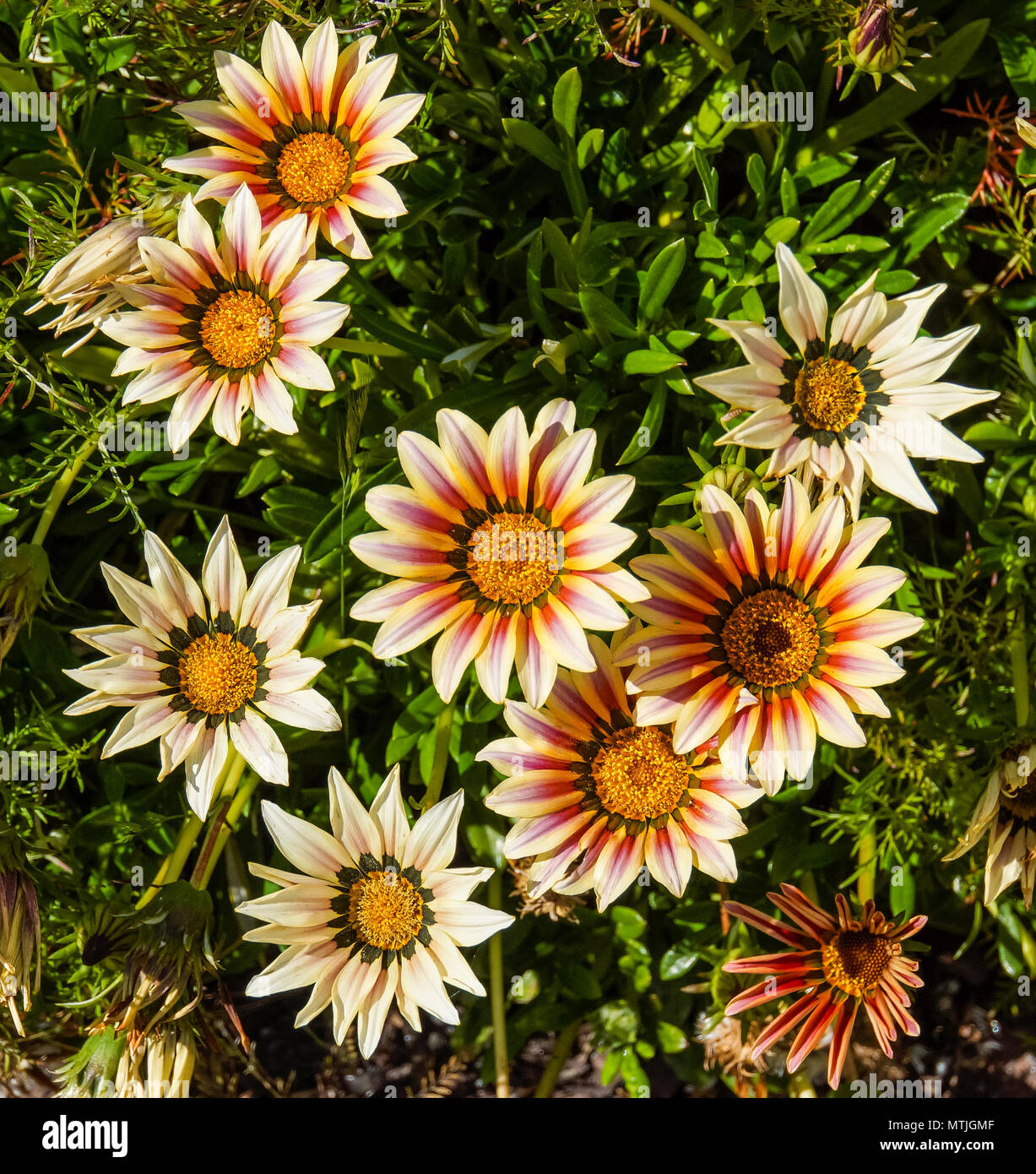 colorful painted daisies in bloom Stock Photo