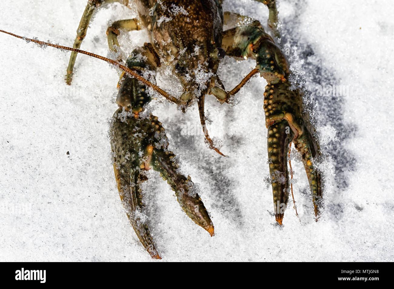 Freshwater Crayfish on ice Stock Photo Alamy