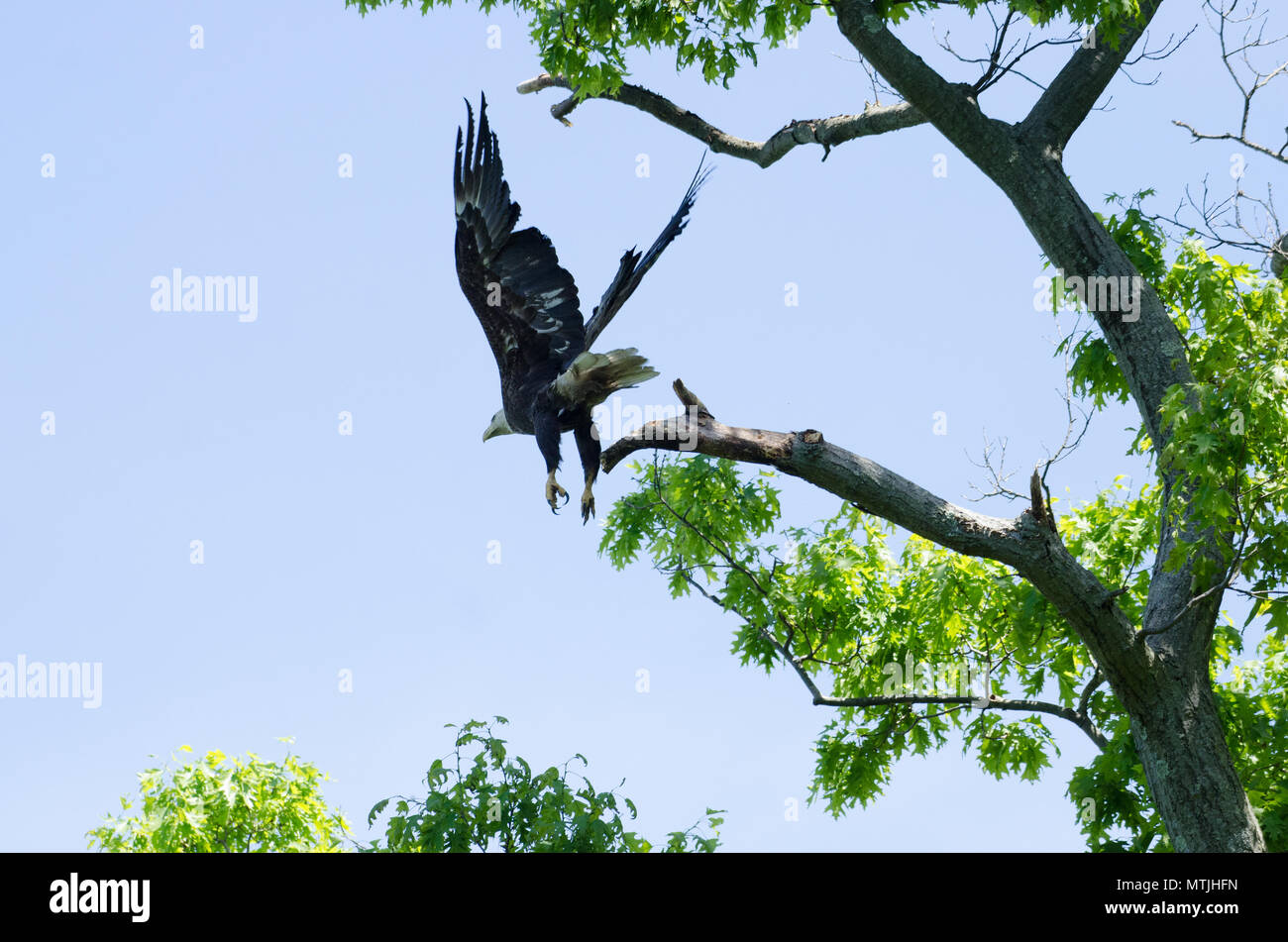 Bald Eagle Stock Photo