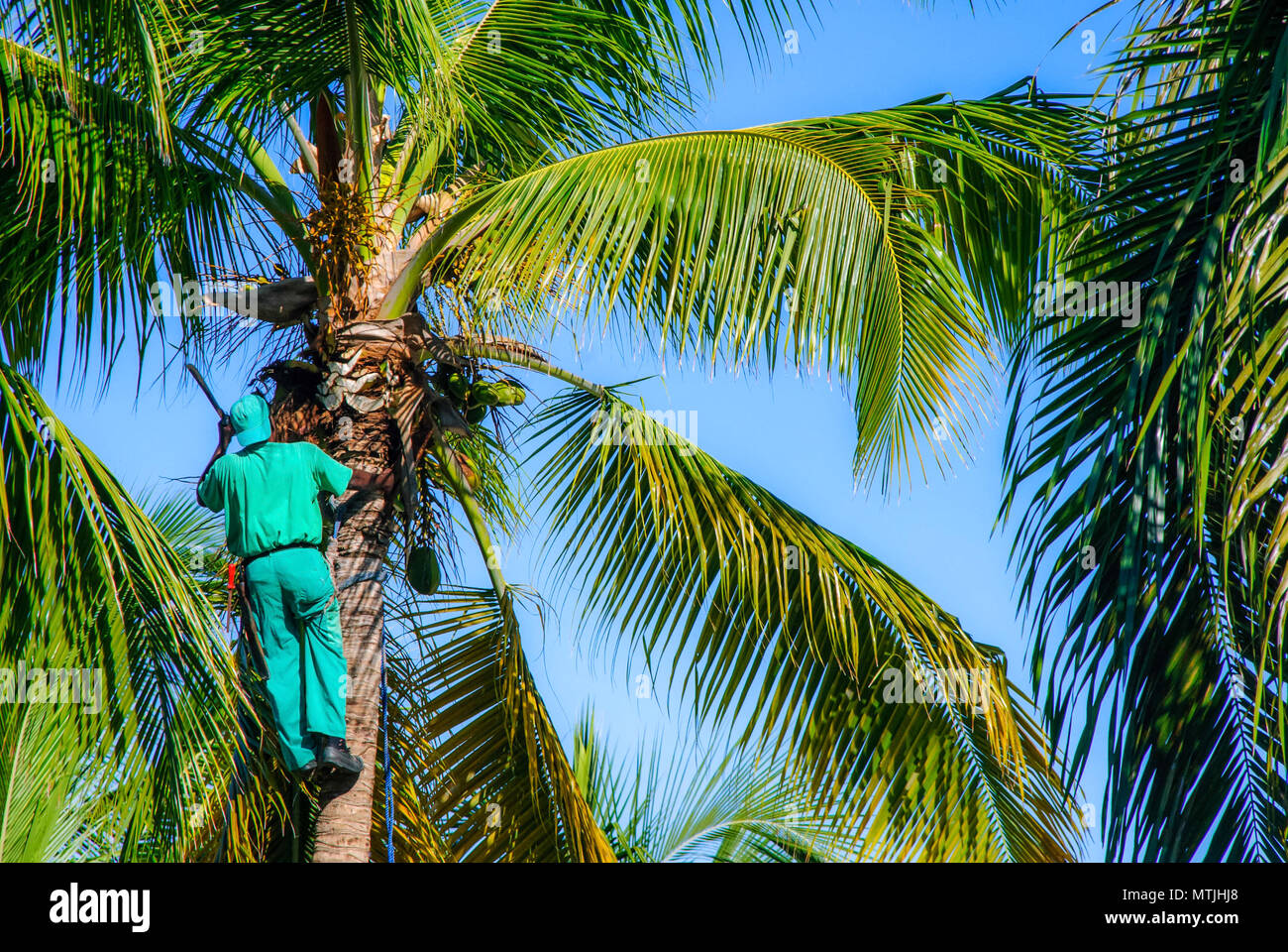 Man climbing palm trees to harvest coconut Stock Photo - Alamy