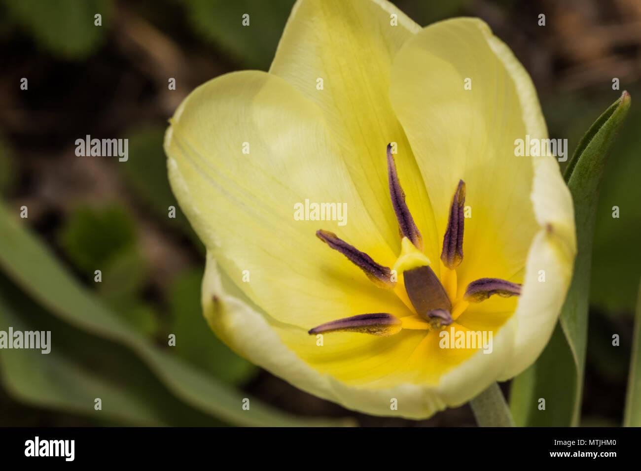 Gorgeous Isolated Yellow Tulip Closeup Blooming in the Spring Stock Photo