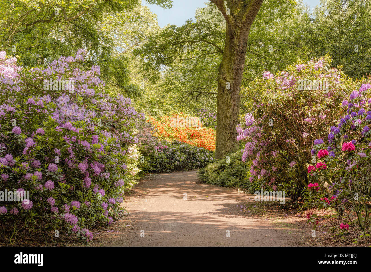 Spring season with flowering Rhododendrons at Park Clingendael,  The Hague, South Holland, The Netherlands. Stock Photo