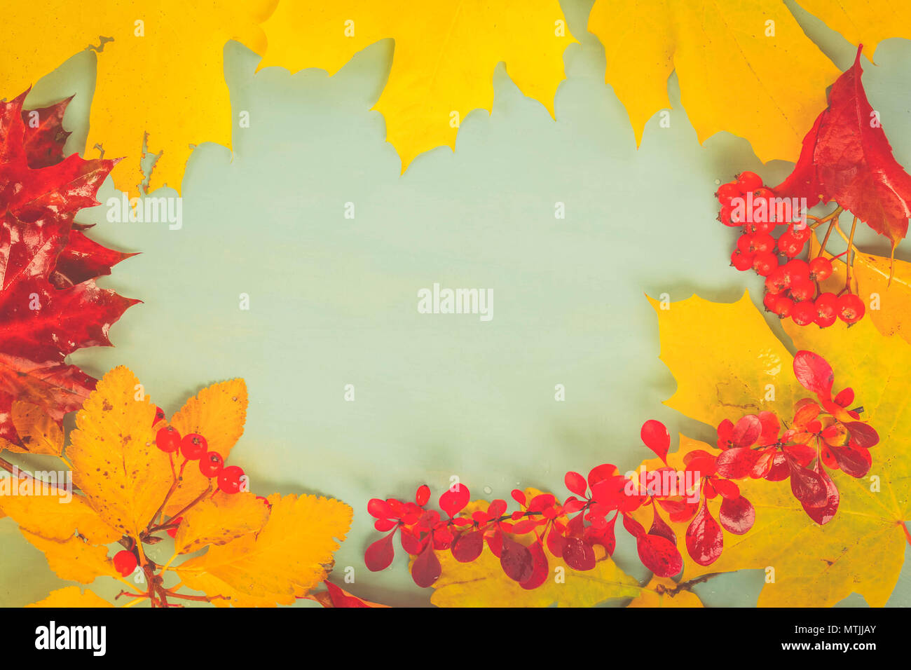 Fall yellow maple leaves and red berries frame on blue background ...