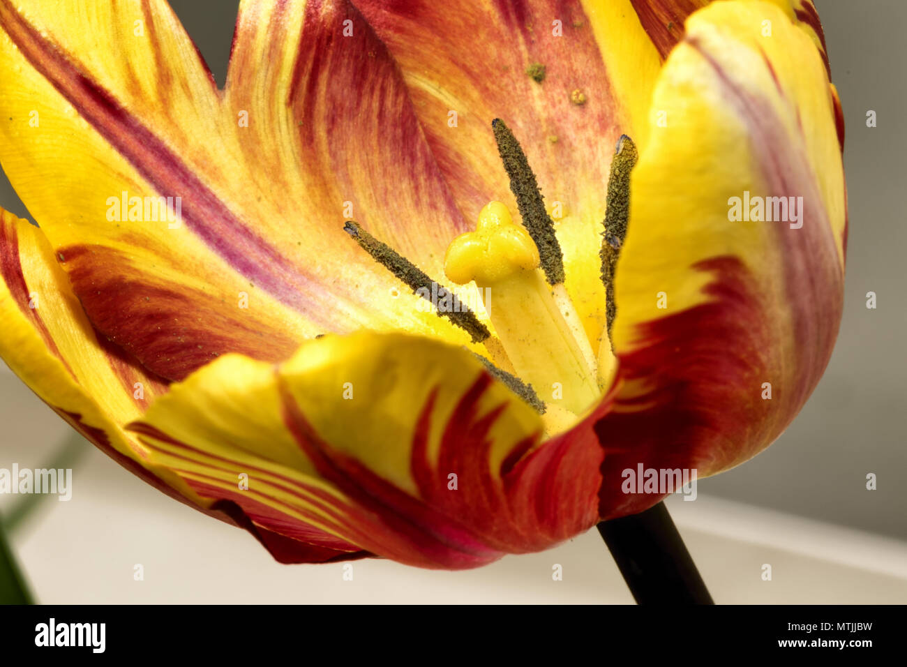 Gorgeous Isolated Yellow and Red Tulip Closeup Blooming in the Spring Stock Photo