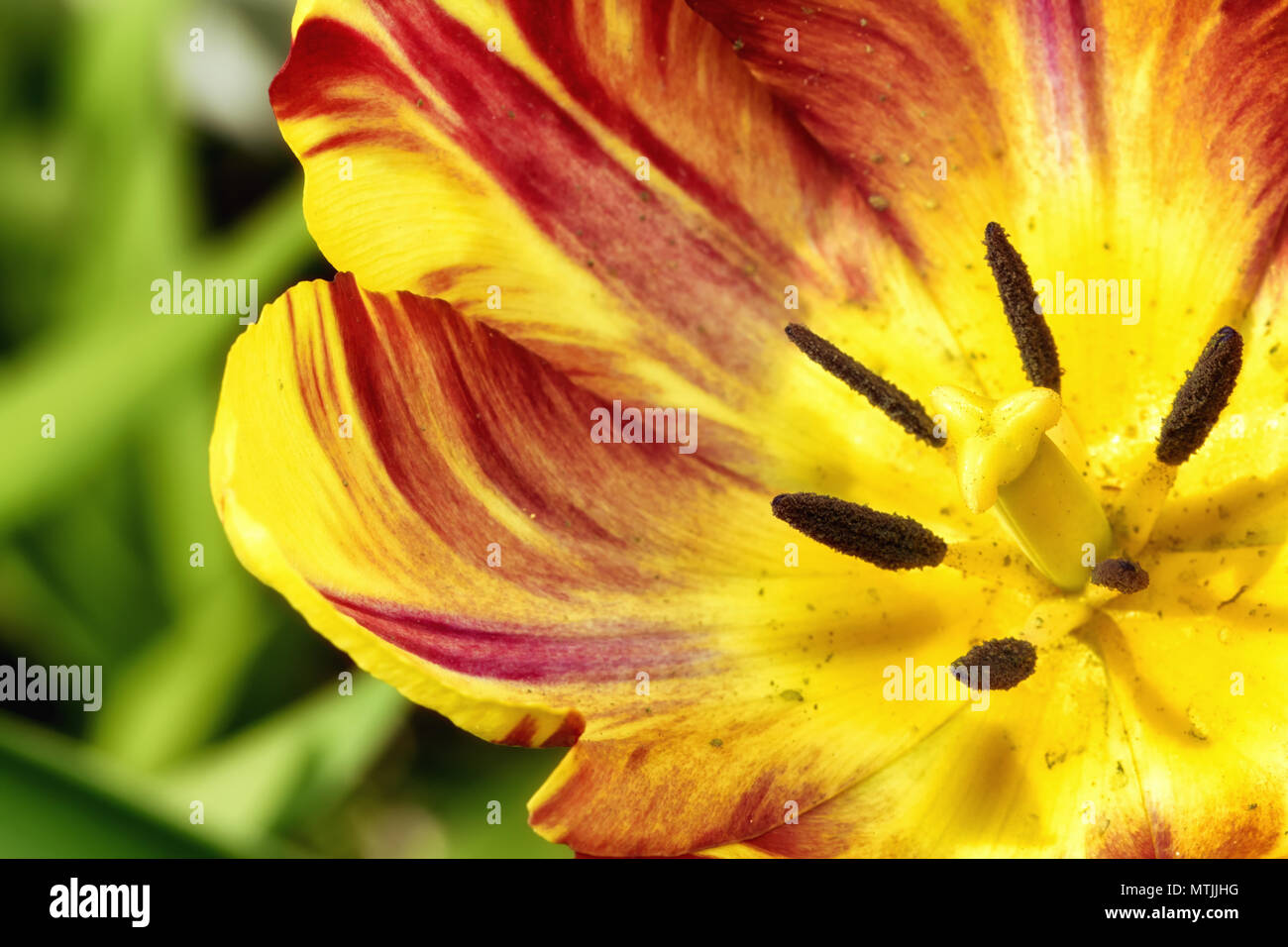 Gorgeous Isolated Yellow and Red Tulip Closeup Blooming in the Spring Stock Photo