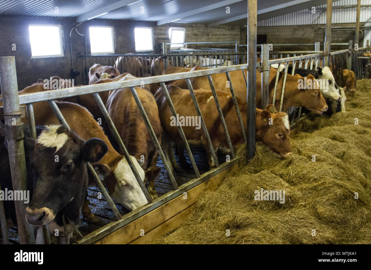 Cows in rows eating winter feed, cattle, agriculture, dairy, animal, feeding, business, feed, shed, production, farmland, milk, livestock supplying milk to Vogafjós restaurant located inside the Cowshed Cafe which offers homemade local Cows in rows eating winter feed, cattle, agriculture, dairy, animal, feeding, business, feed, shed, production, farmland, milk, livestock supplying milk to Vogafjós restaurant located inside the Cowshed Cafe which offers homemade local