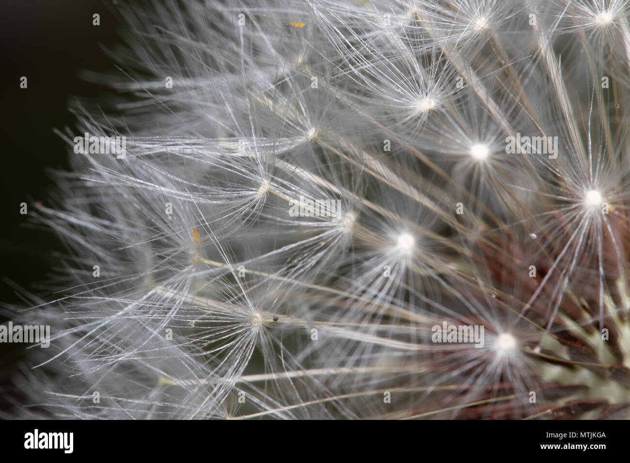 Macro shot of dandelion that went to seed Stock Photo