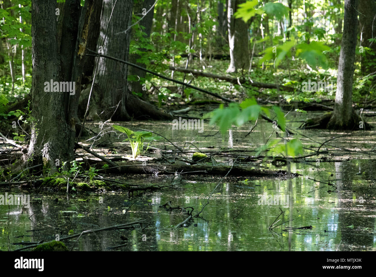 Standing water in a forest Stock Photo Alamy