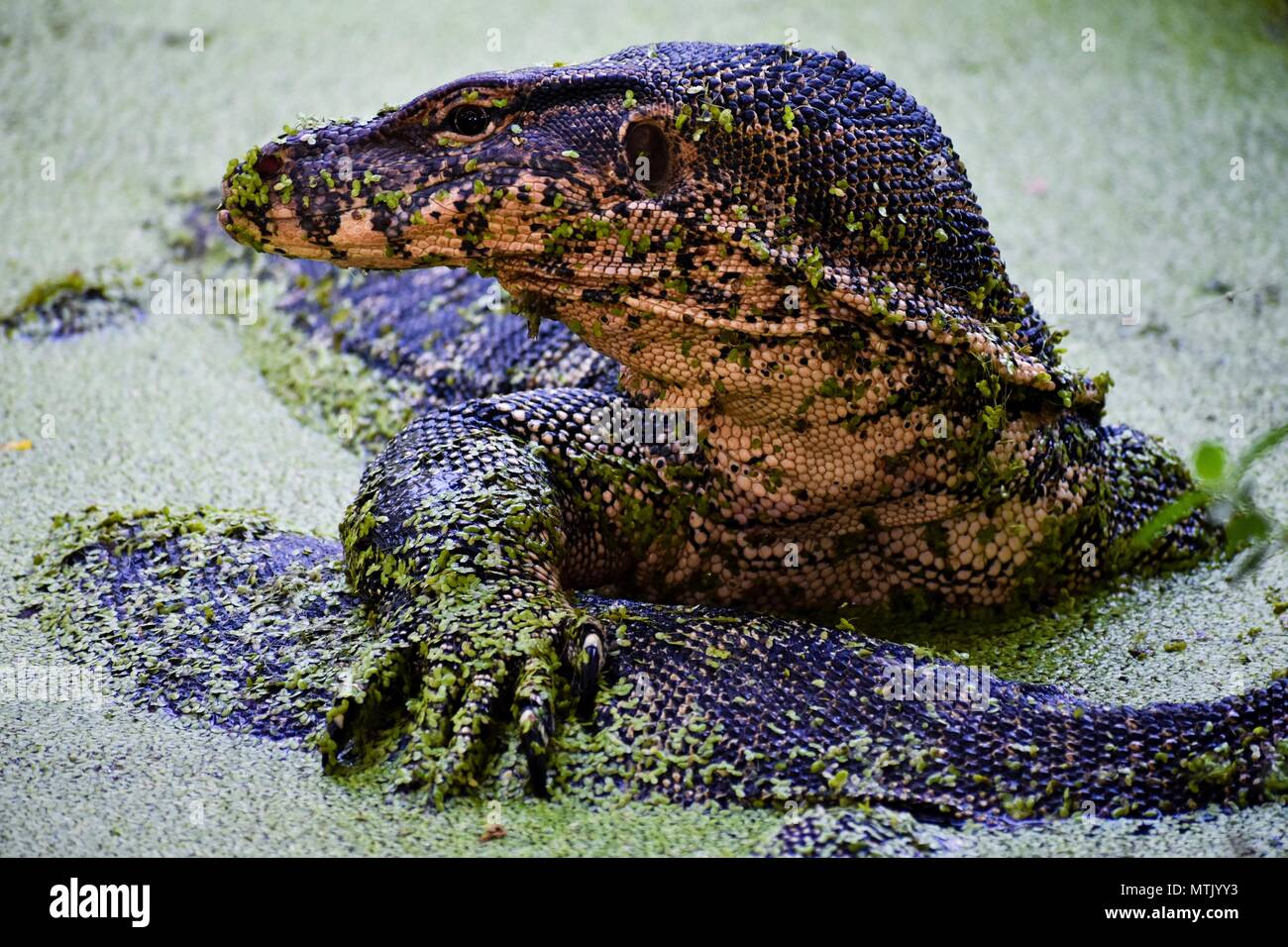 A Monitor Lizard Covered in Algae Looks Left Stock Photo