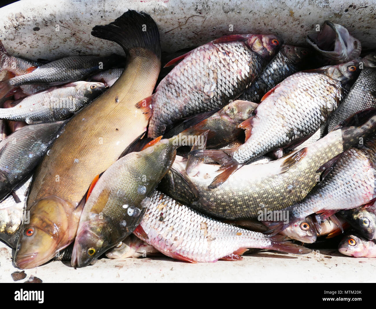 Pile of fresh fish Stock Photo Alamy