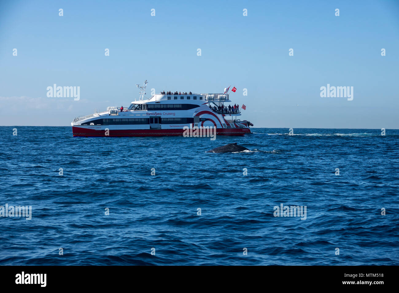 Humpback whale off Sydney Heads, Australia Stock Photo - Alamy