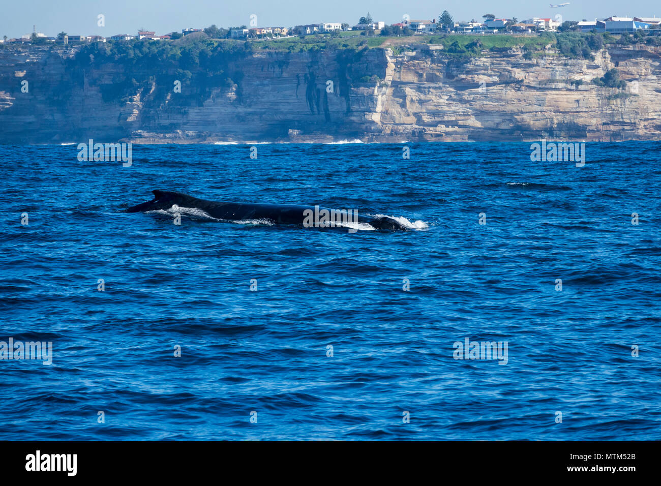 Humpback whale off Sydney Heads, Australia Stock Photo - Alamy