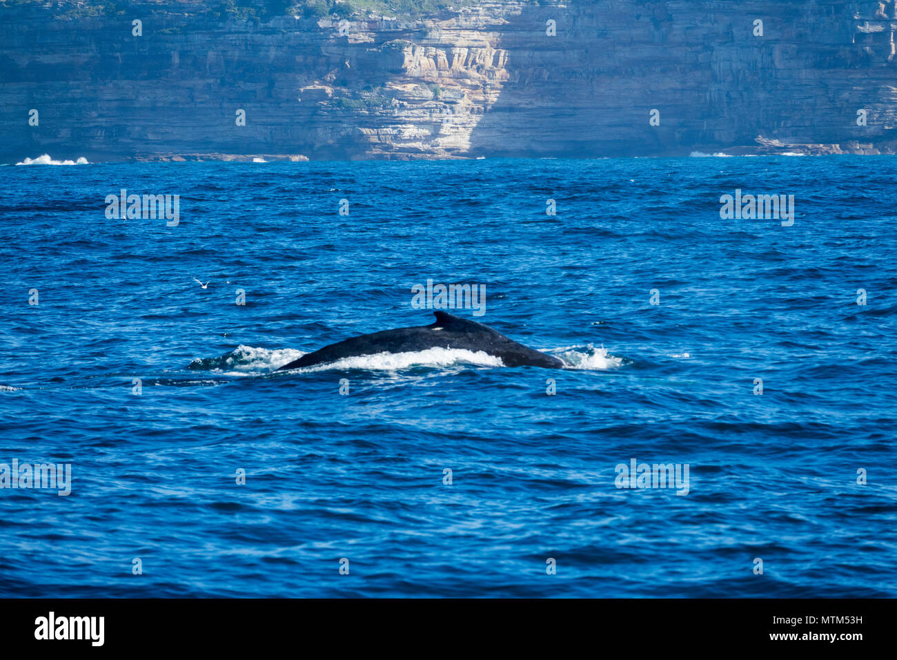 Humpback whale off Sydney Heads, Australia Stock Photo - Alamy