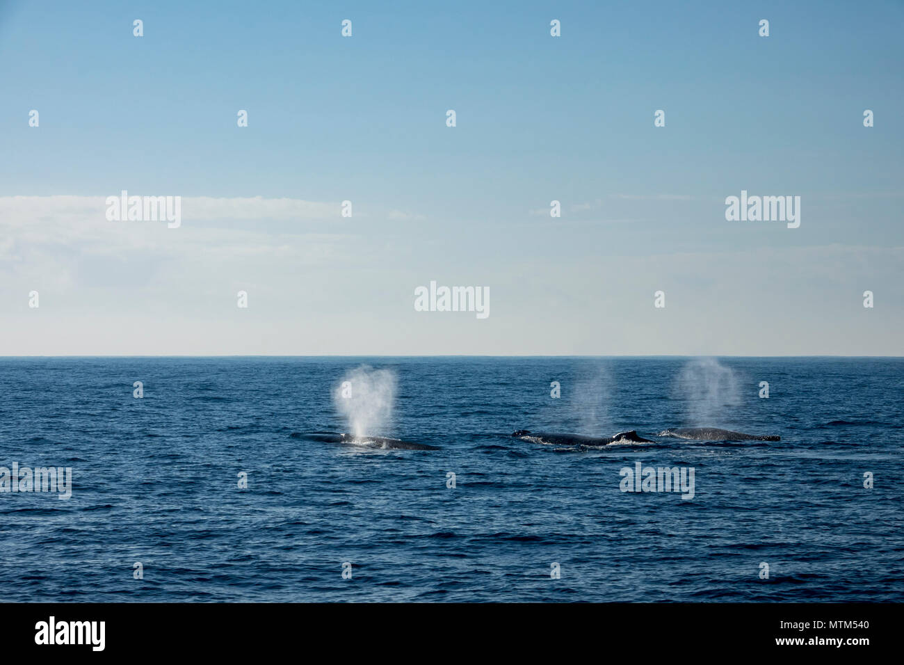 Competitive pod of Humpback whales in the Tasman Sea, near Sydney Heads ...