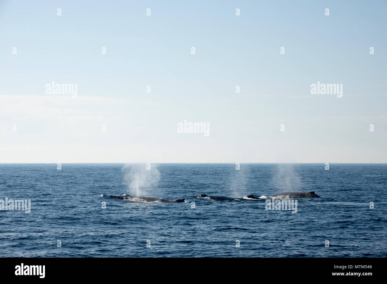 Competitive pod of Humpback whales in the Tasman Sea, near Sydney Heads ...