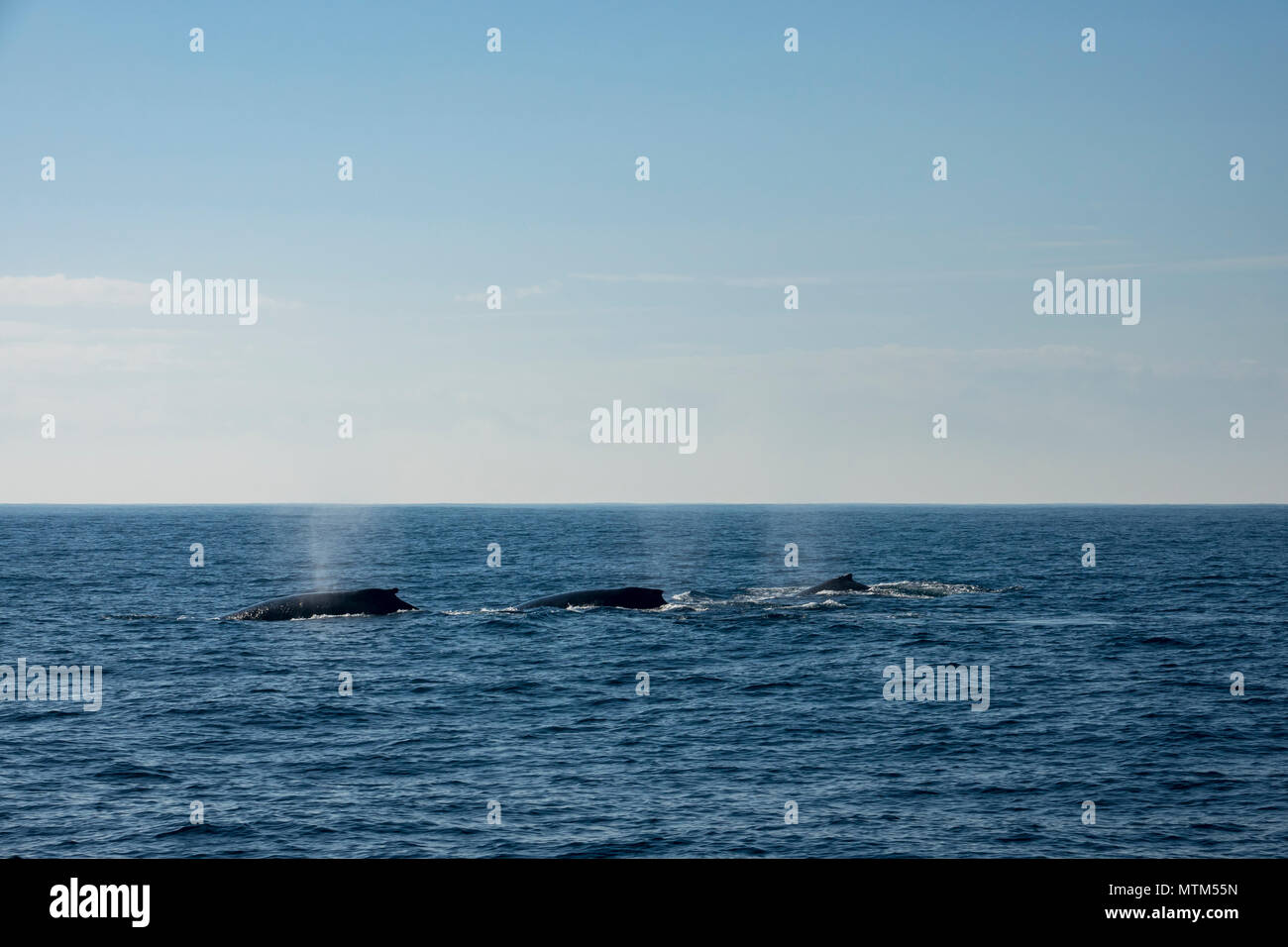 Competitive pod of Humpback whales in the Tasman Sea, near Sydney Heads ...