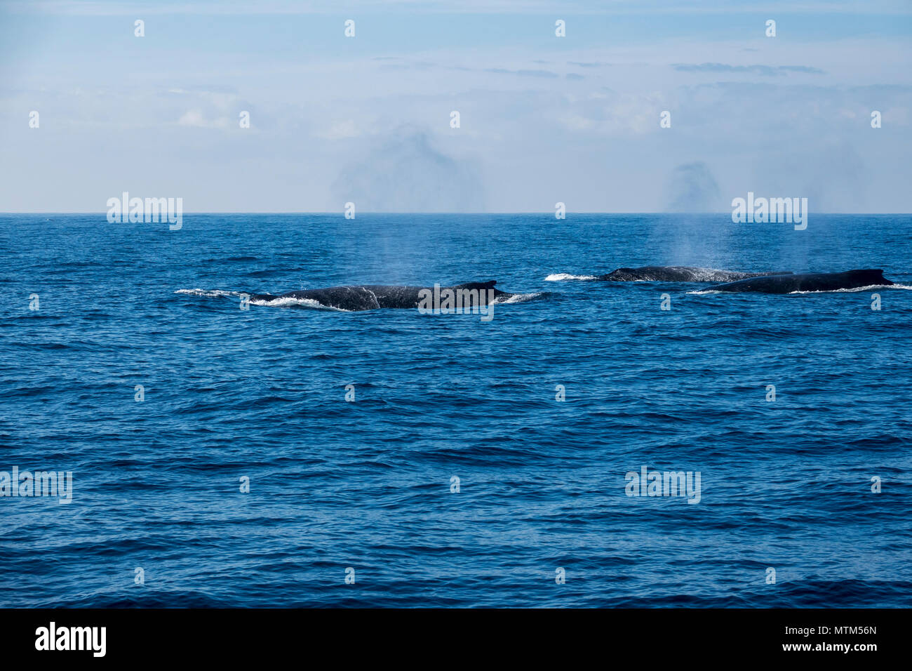 Competitive pod of Humpback whales in the Tasman Sea, near Sydney Heads ...
