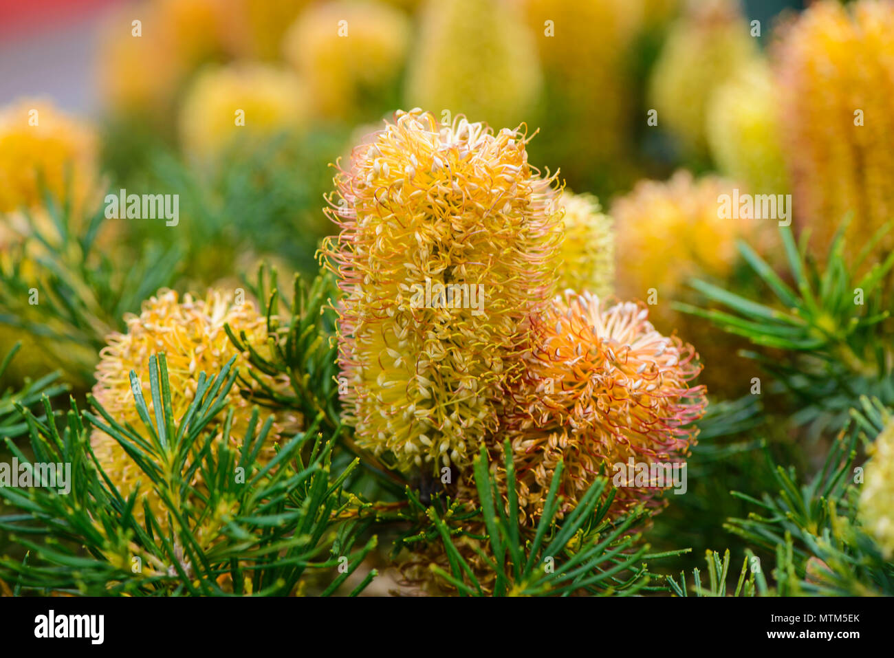 Yellow flower spikes of Coast Banksia Stock Photo