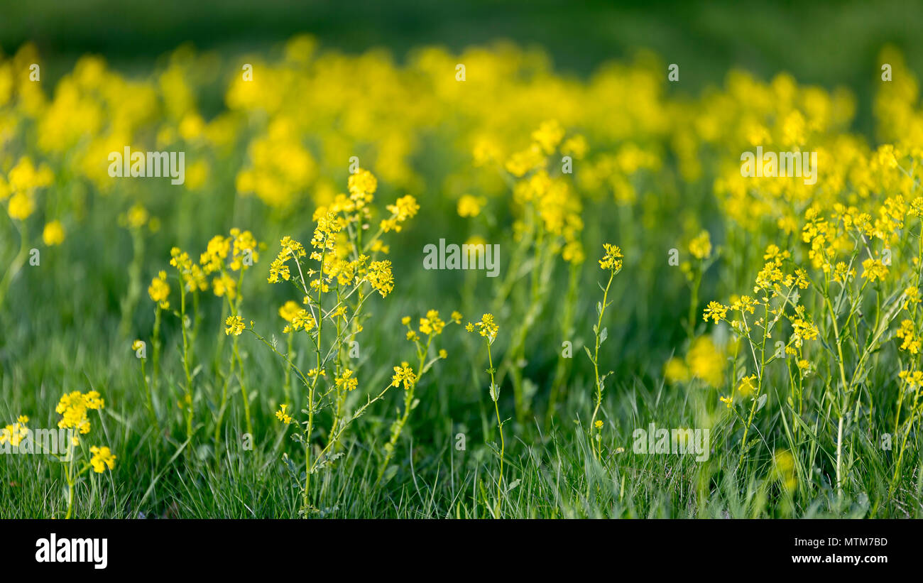 Yellow Flowers in Green Grass close up Stock Photo Alamy