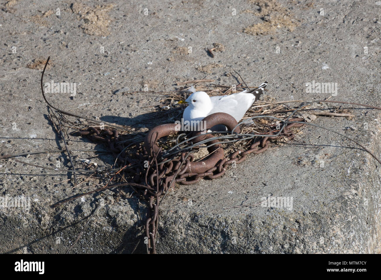 Seagull Nesting By Chains close up. Stock Photo
