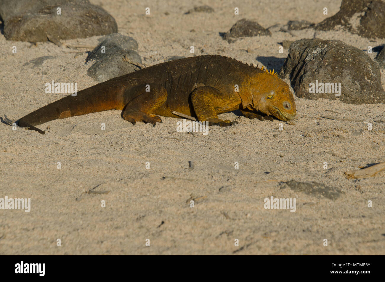 Land Iguana searches for food - North Seymour Island, Galapagos Islands. Darwins theory of evolution on display. Stock Photo