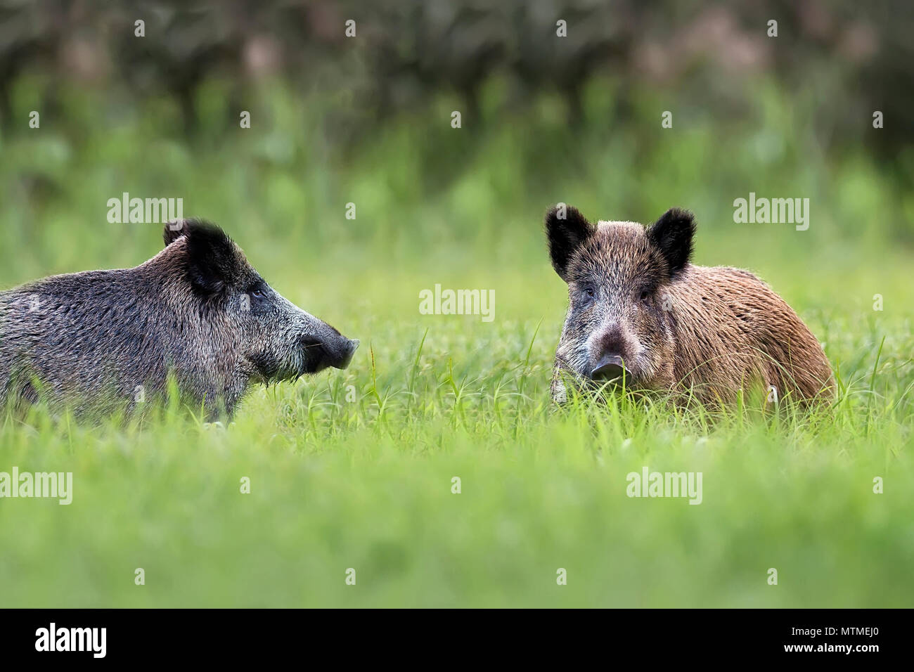 Wild boars in a clearing, in the wild Stock Photo