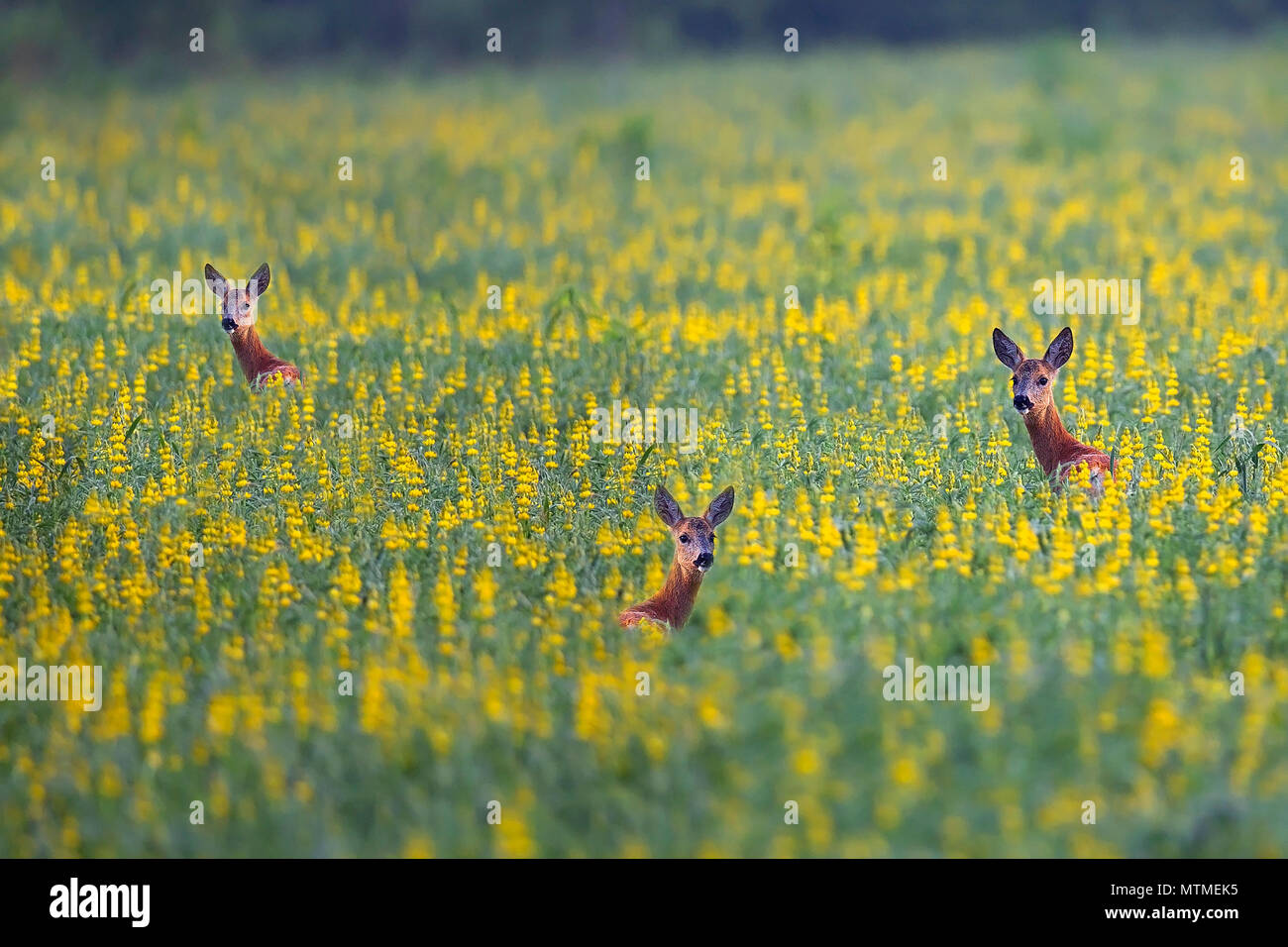 Roe deers resting hires stock photography and images Alamy