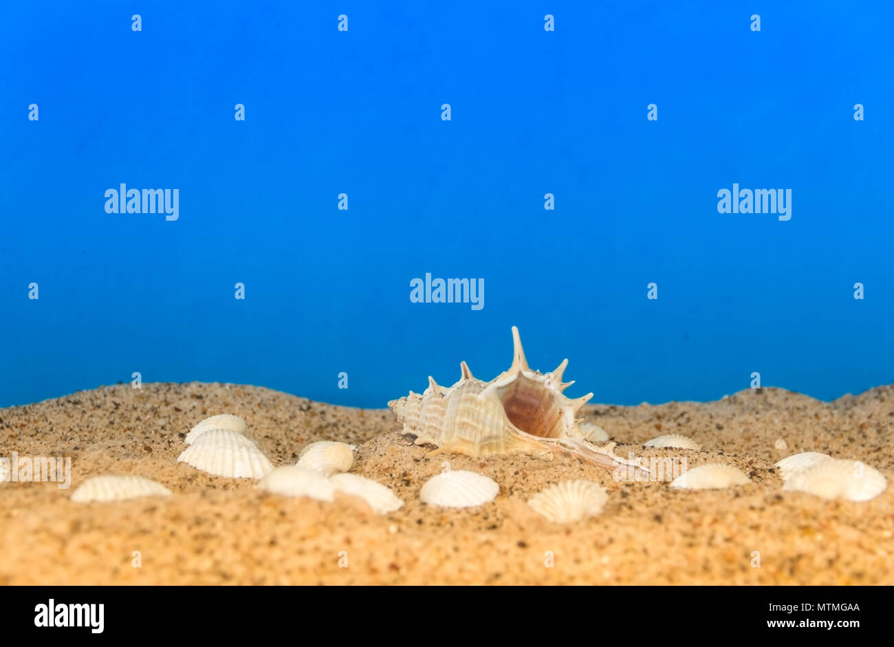 minimalist background representing the summer with snails clams goggles and sand on celestial Stock Photo