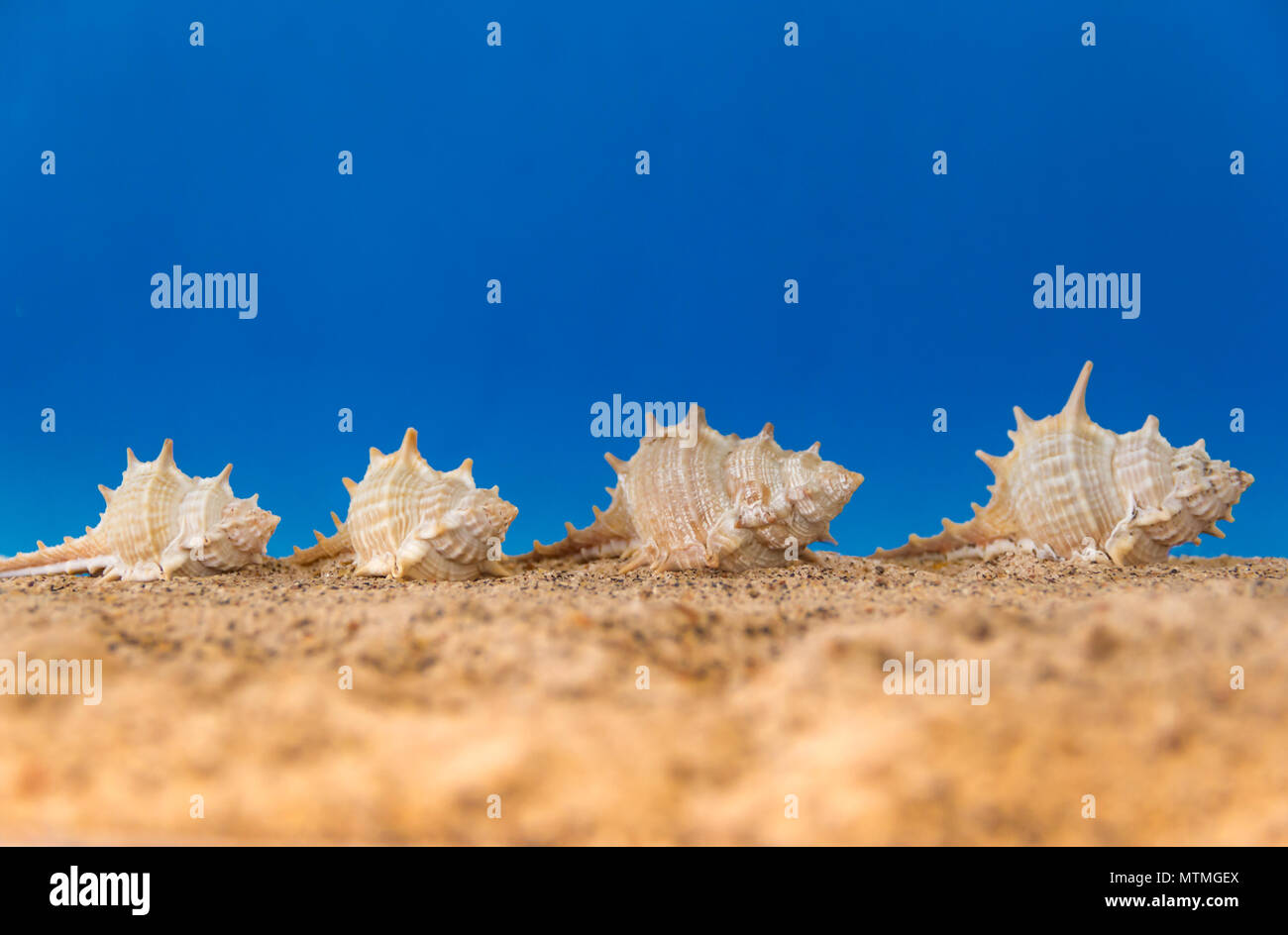 minimalist background representing the summer with snails clams goggles and sand on celestial Stock Photo