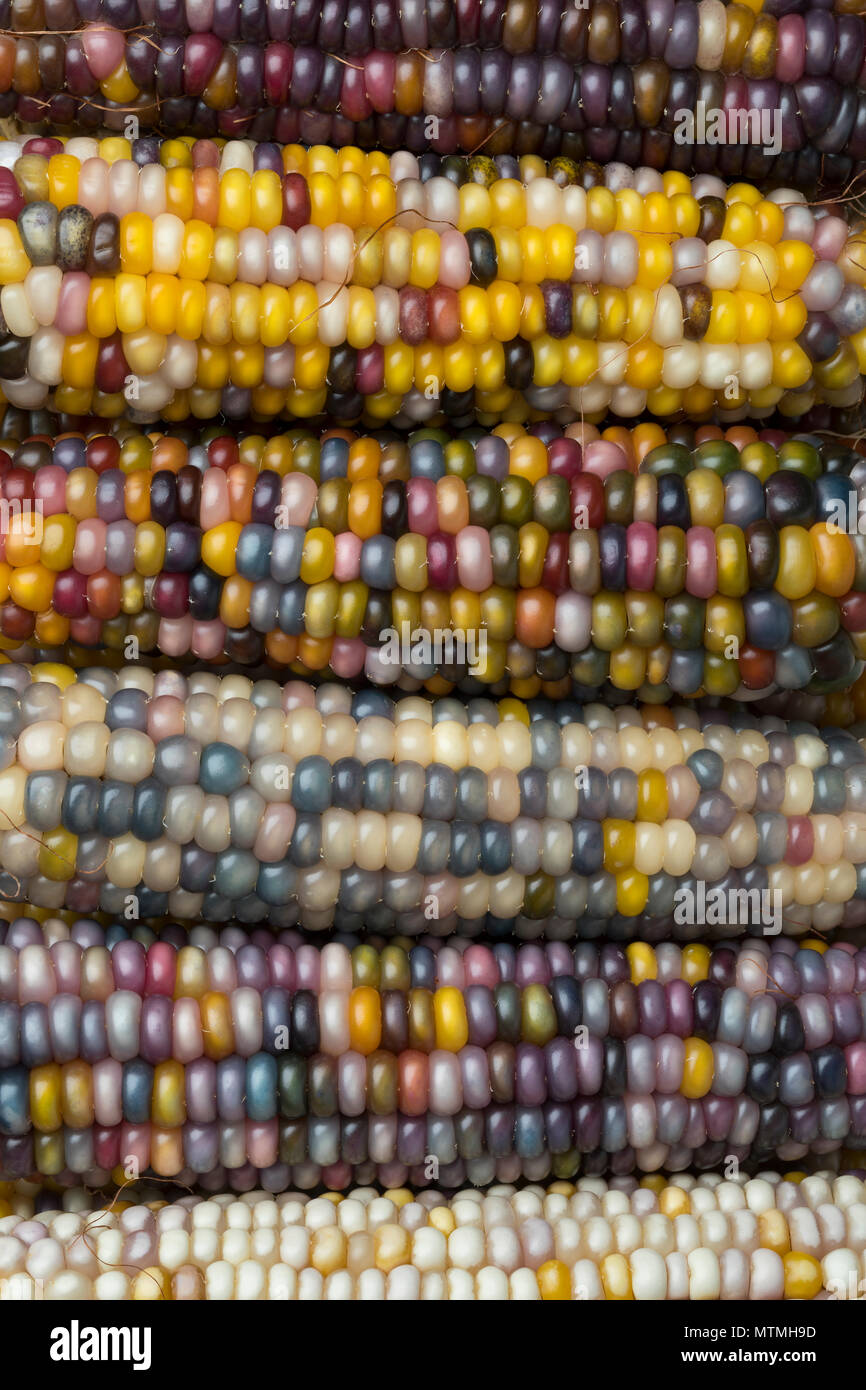 Close up of fresh raw colorful gem glass corn on cob full frame Stock Photo