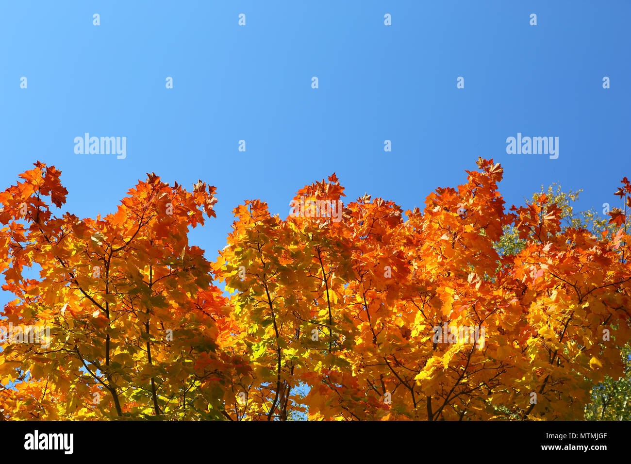 autumn leaves on trees on sky background Stock Photo - Alamy
